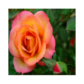 RÓŻA wielkokwiatowa herbaciano - różowa - sadzonki 20 / 30 cm